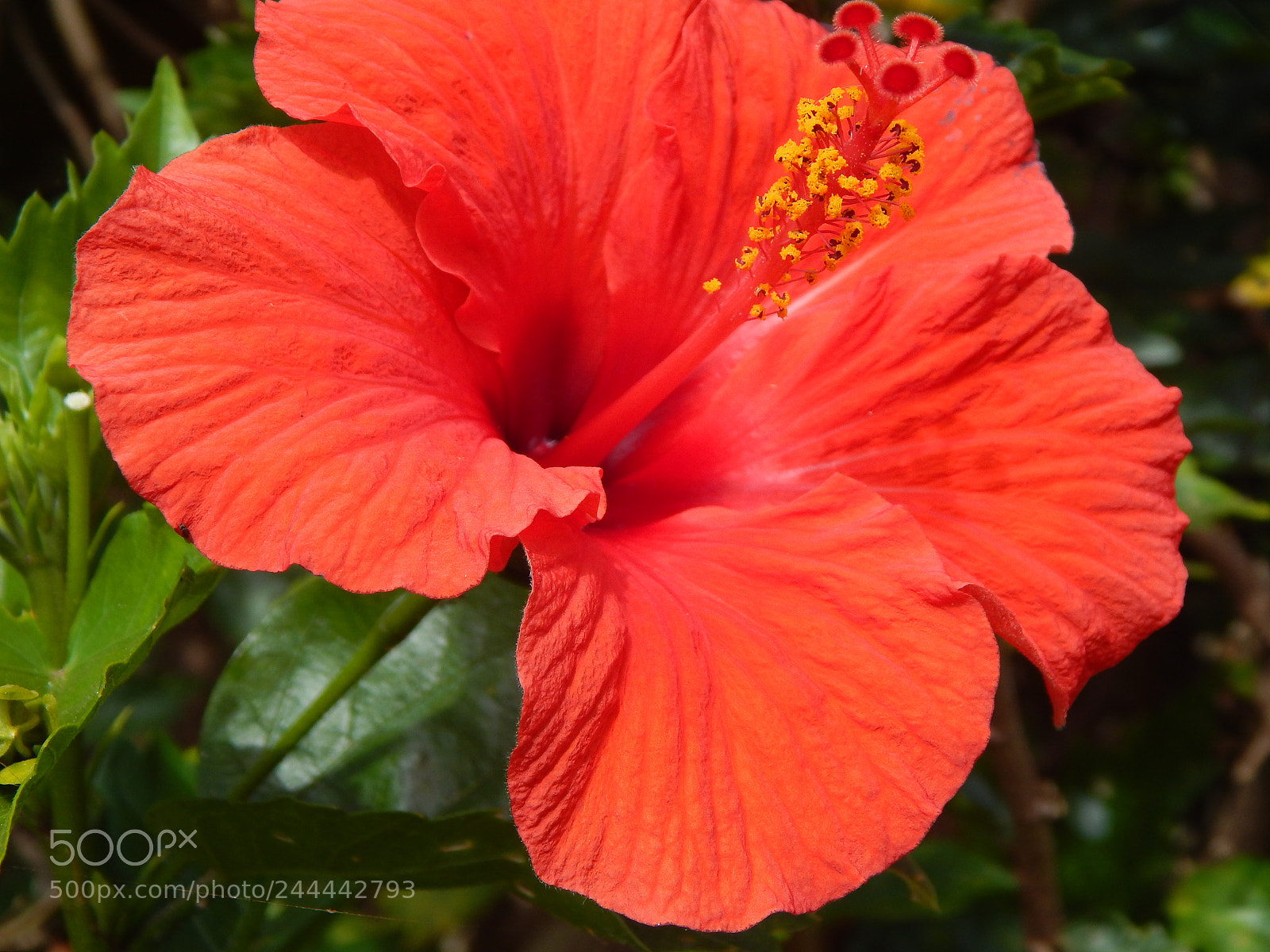Nikon Coolpix L820 sample photo. Hibiscus red photography