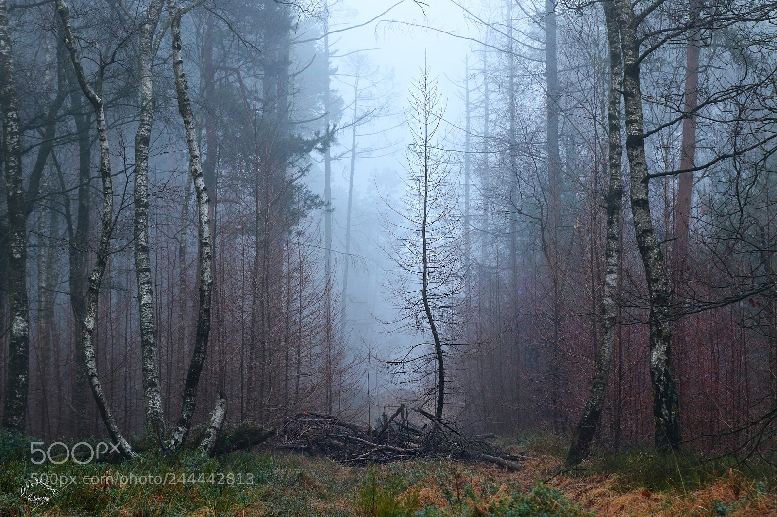 Canon EOS 7D Mark II sample photo. Foggy morning photography