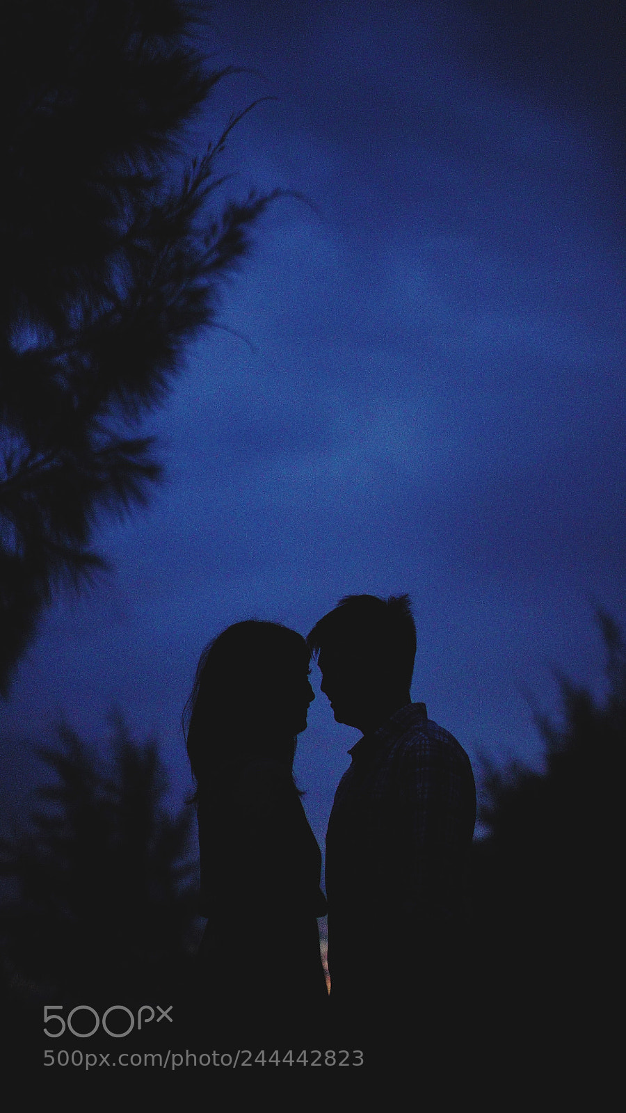 Sony a7S sample photo. Untitled photography