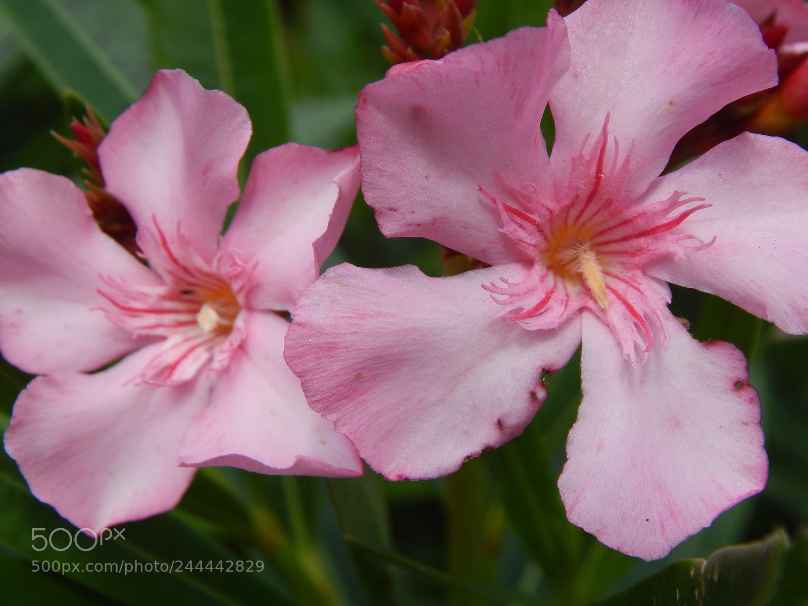 Nikon Coolpix L820 sample photo. Flowers photography