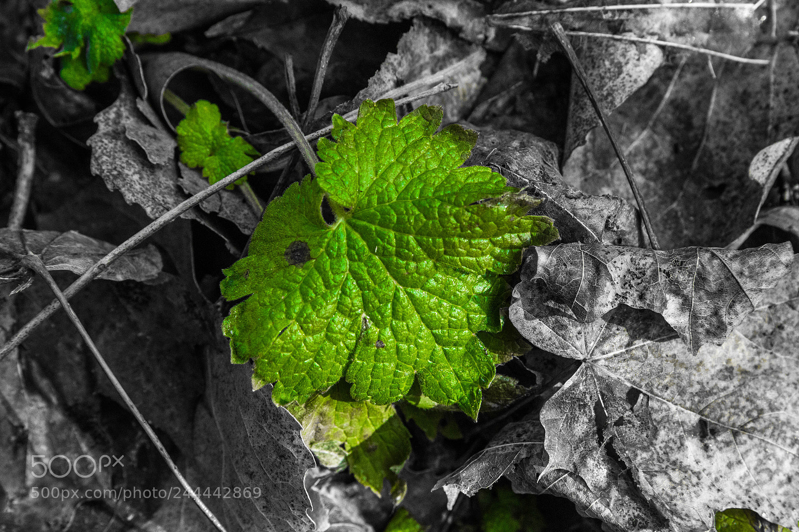 Canon EOS 100D (EOS Rebel SL1 / EOS Kiss X7) sample photo. Green leaf photography