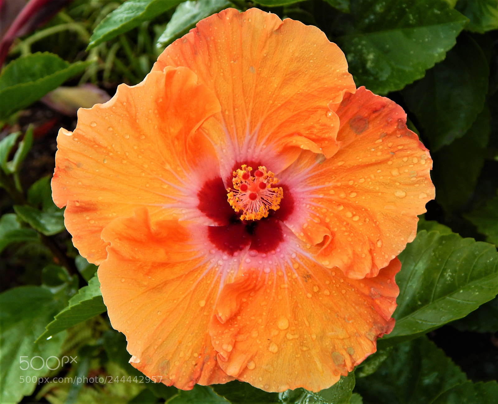 Nikon Coolpix L820 sample photo. Hisbiscus orange photography