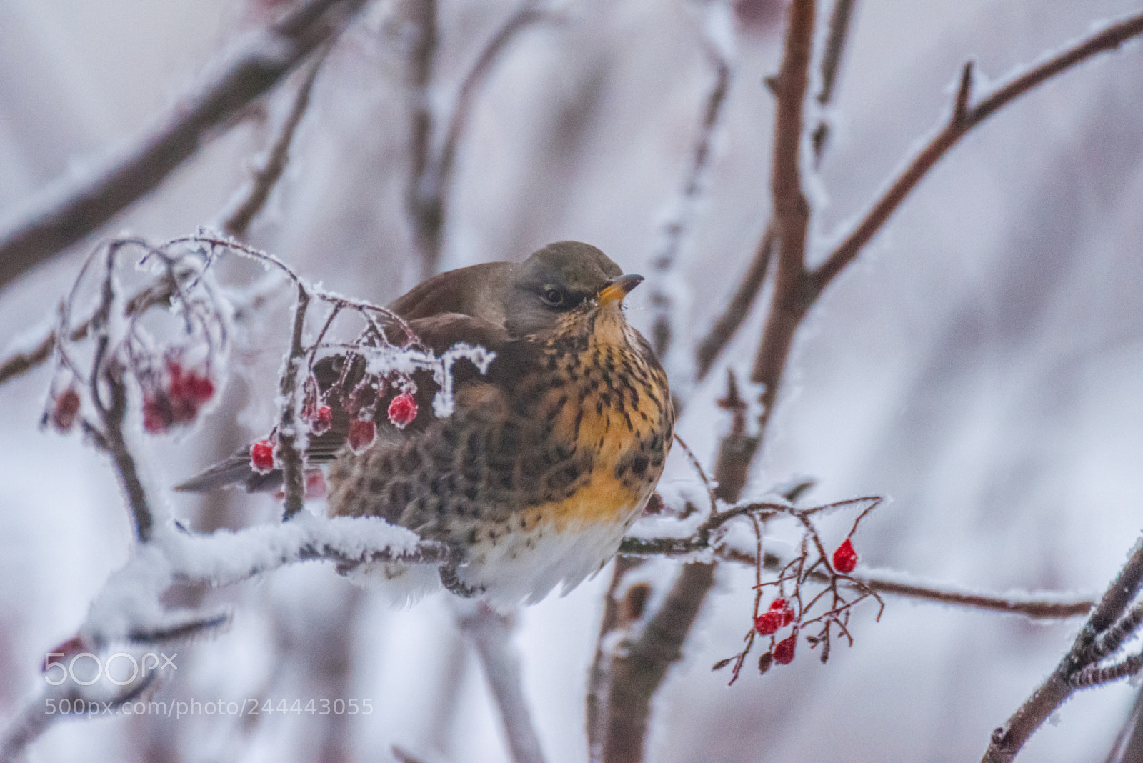 Nikon D810 sample photo. Fieldfare photography