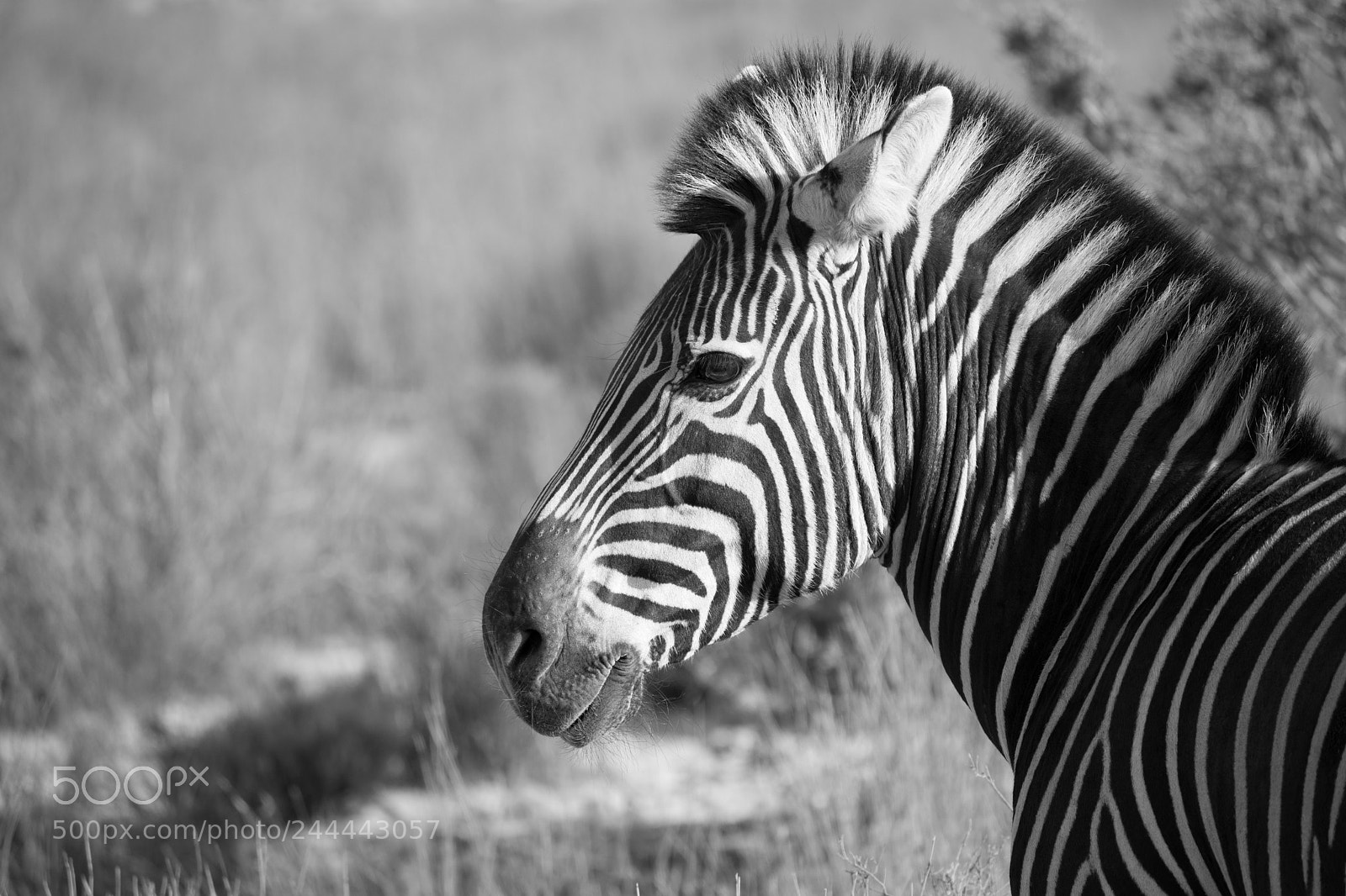 Nikon D500 sample photo. Zebra photography