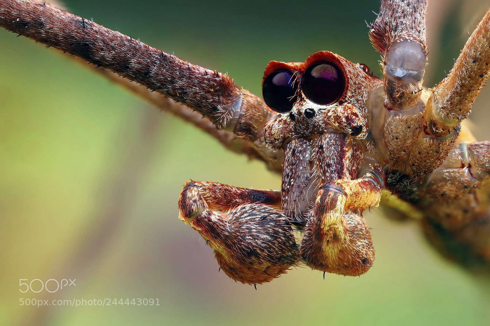 Canon EOS-1D X Mark II sample photo. Net casting spider. (male) photography