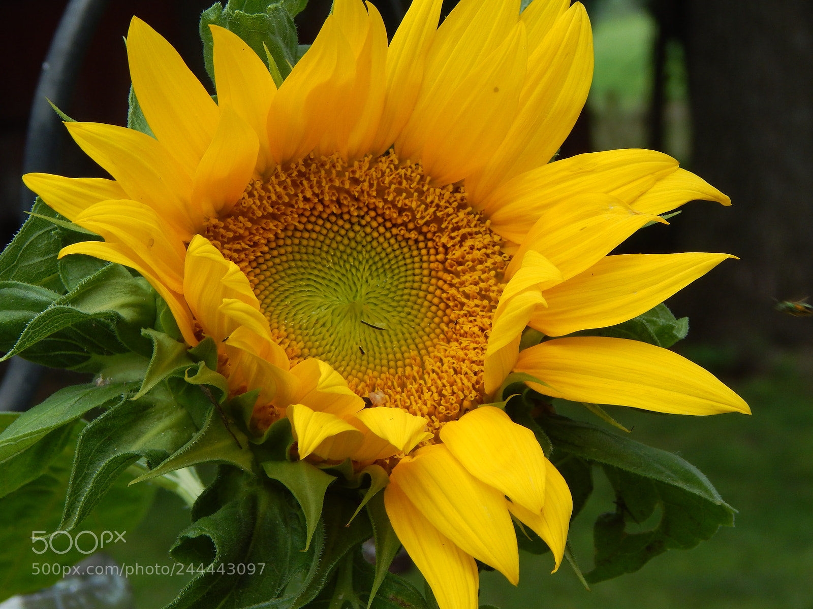 Nikon Coolpix L820 sample photo. Sunflower photography