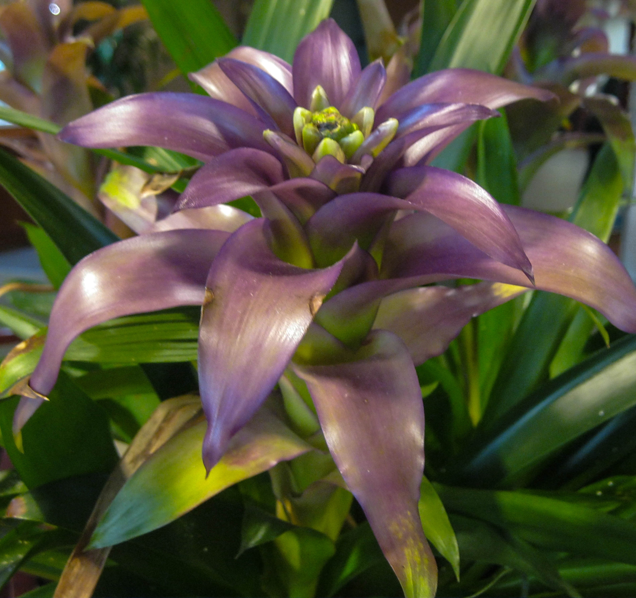 Canon PowerShot A3100 IS sample photo. Purple satin photography