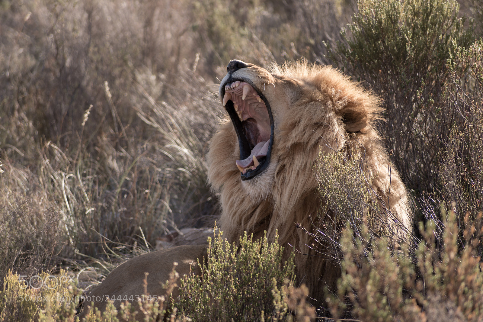 Nikon D500 sample photo. Lion photography