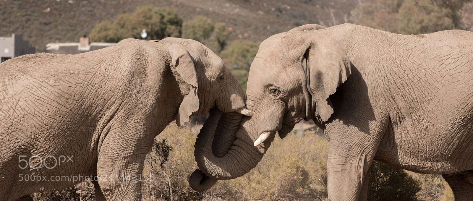 Nikon D500 sample photo. Elephants photography