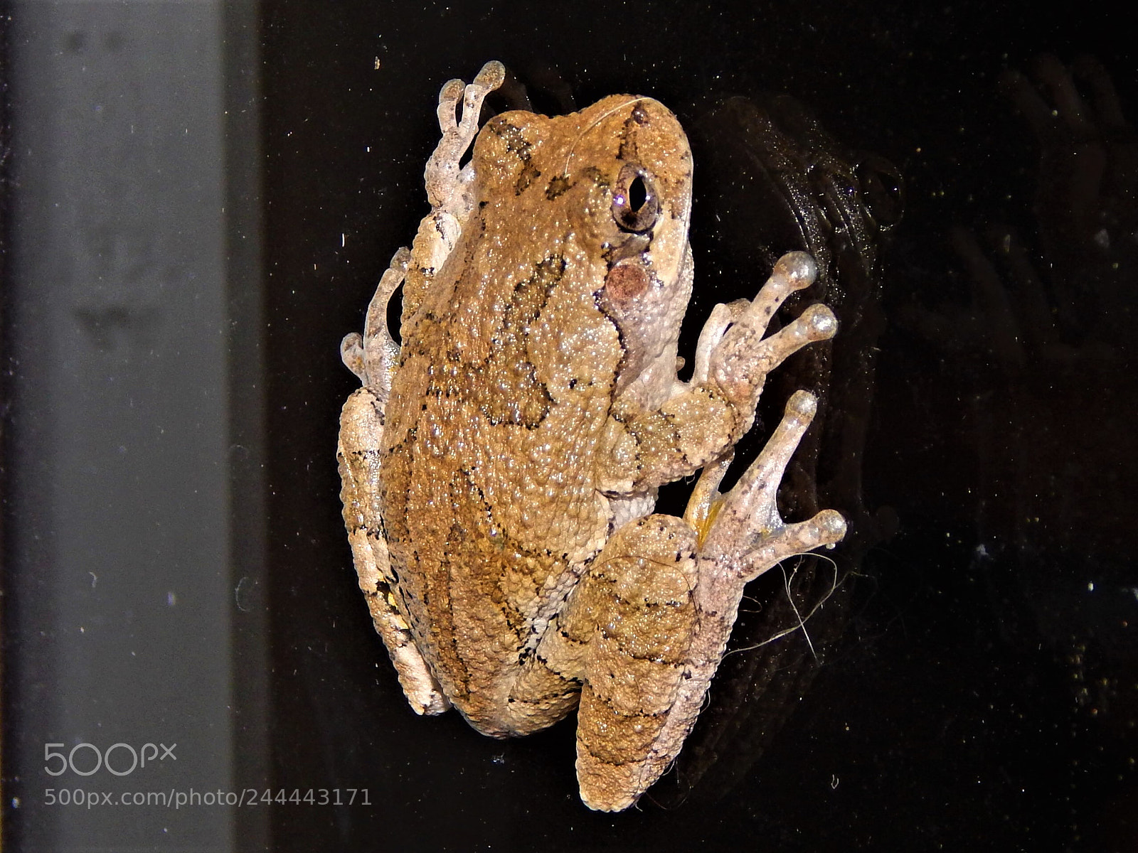 Nikon Coolpix L820 sample photo. Frog on glass photography