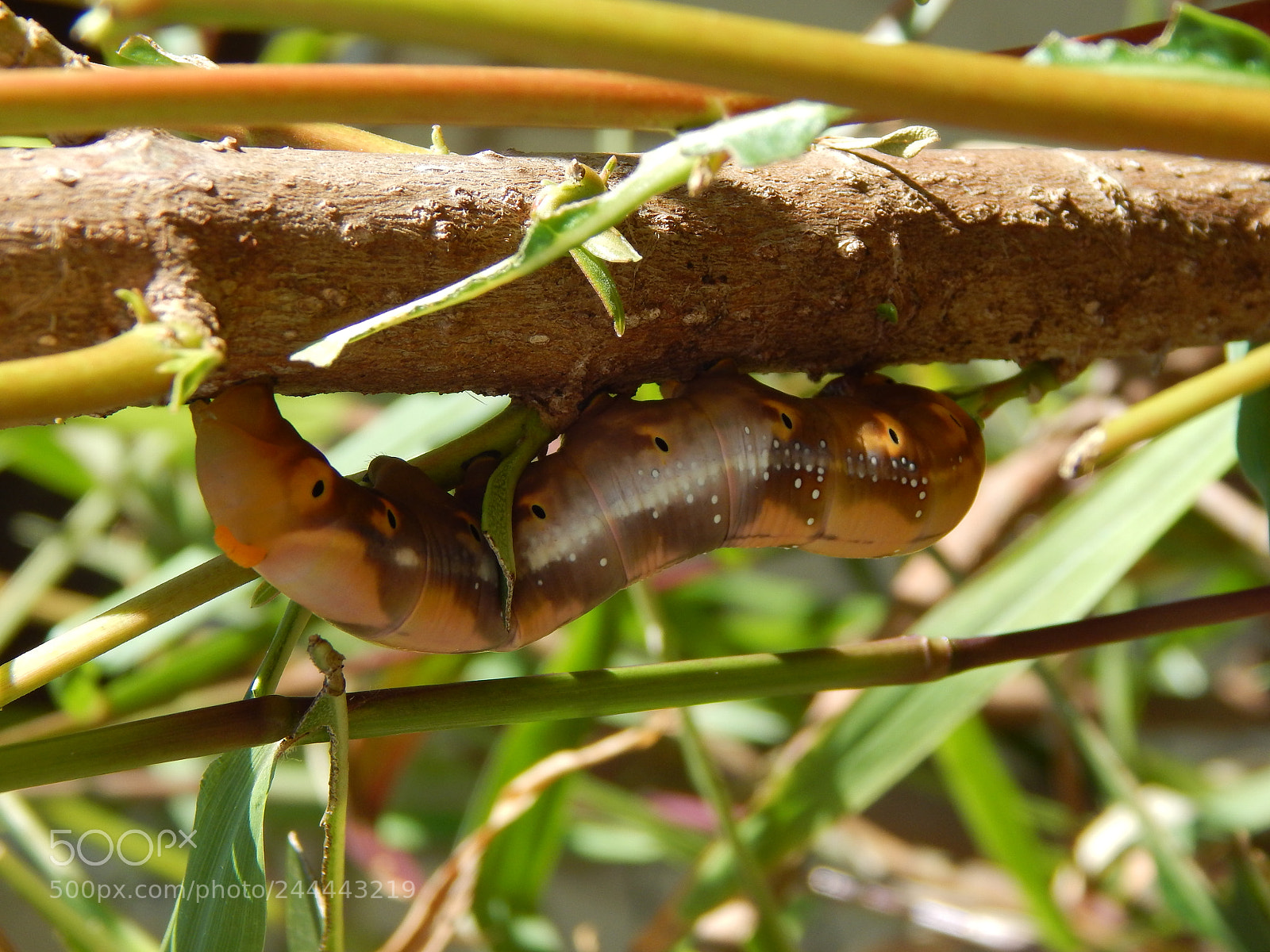 Nikon Coolpix L820 sample photo. Brown caterpillar photography