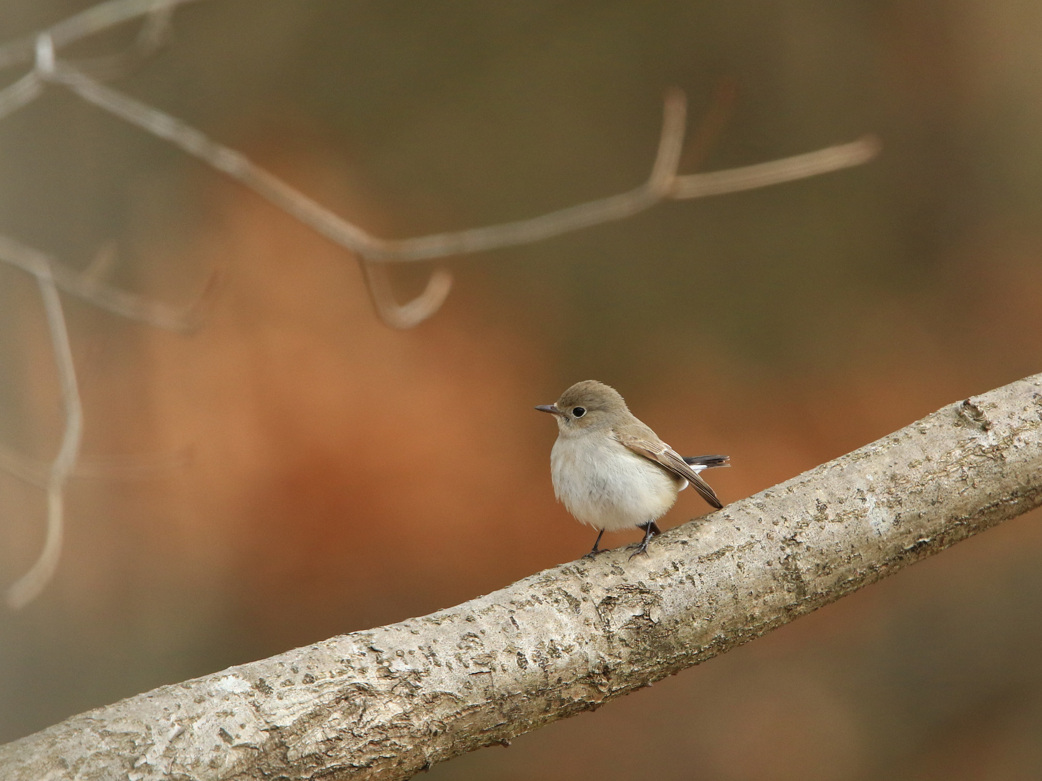 Canon EOS 7D Mark II + Canon EF 400mm F2.8L IS USM sample photo. Red-breasted flycatcher オジロビタキ ♀ photography