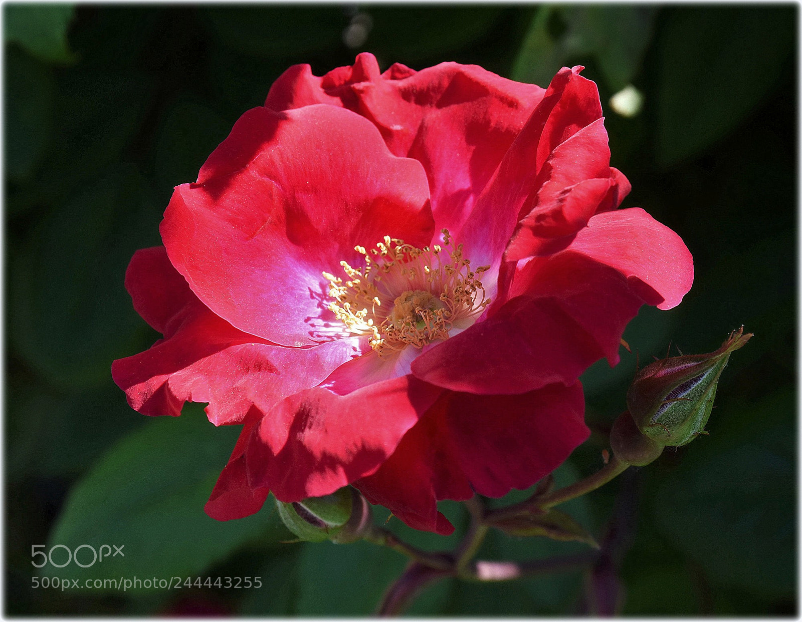 Nikon D810 sample photo. "wildrose" photography