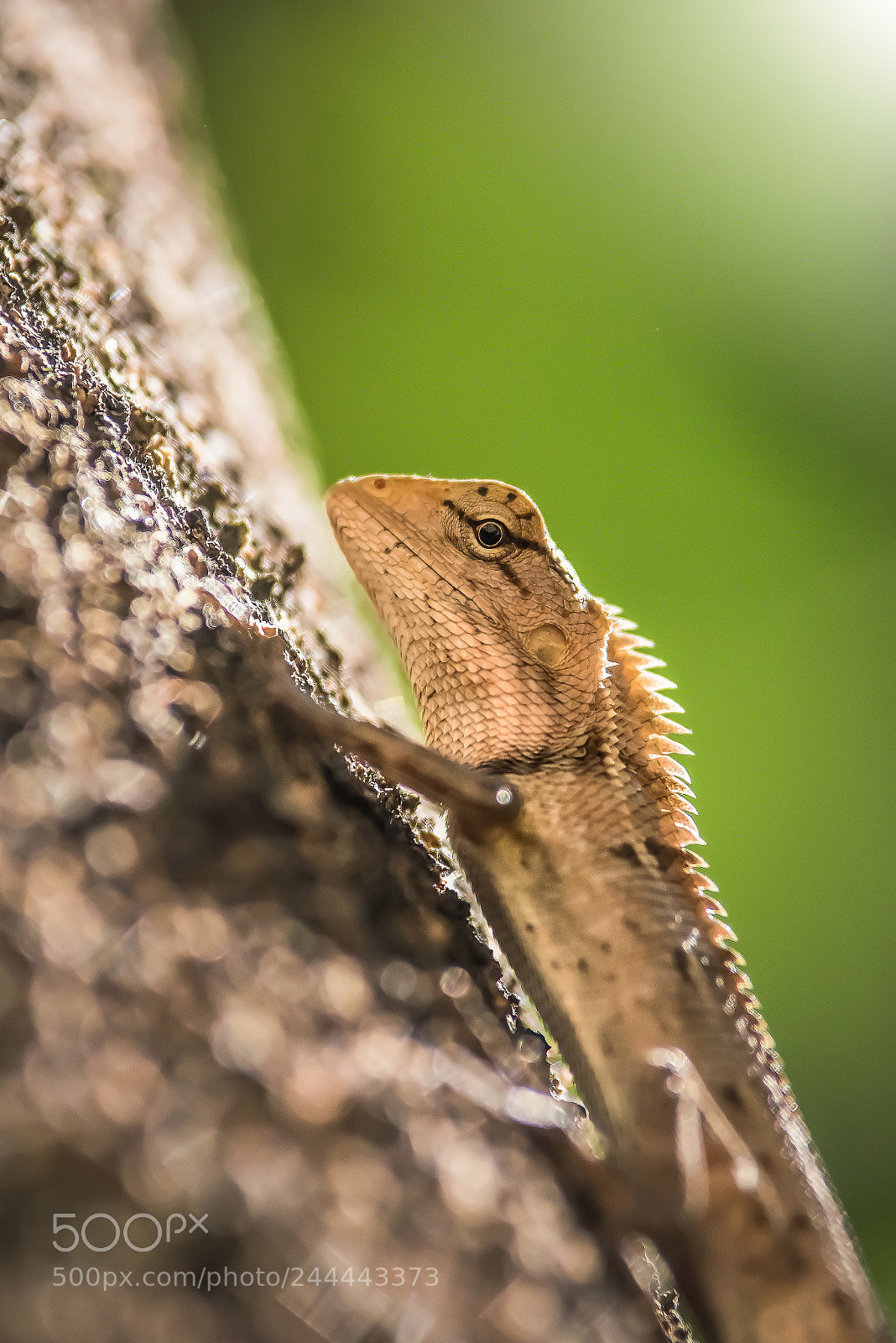 Nikon D810 sample photo. Calotis versicolor photography