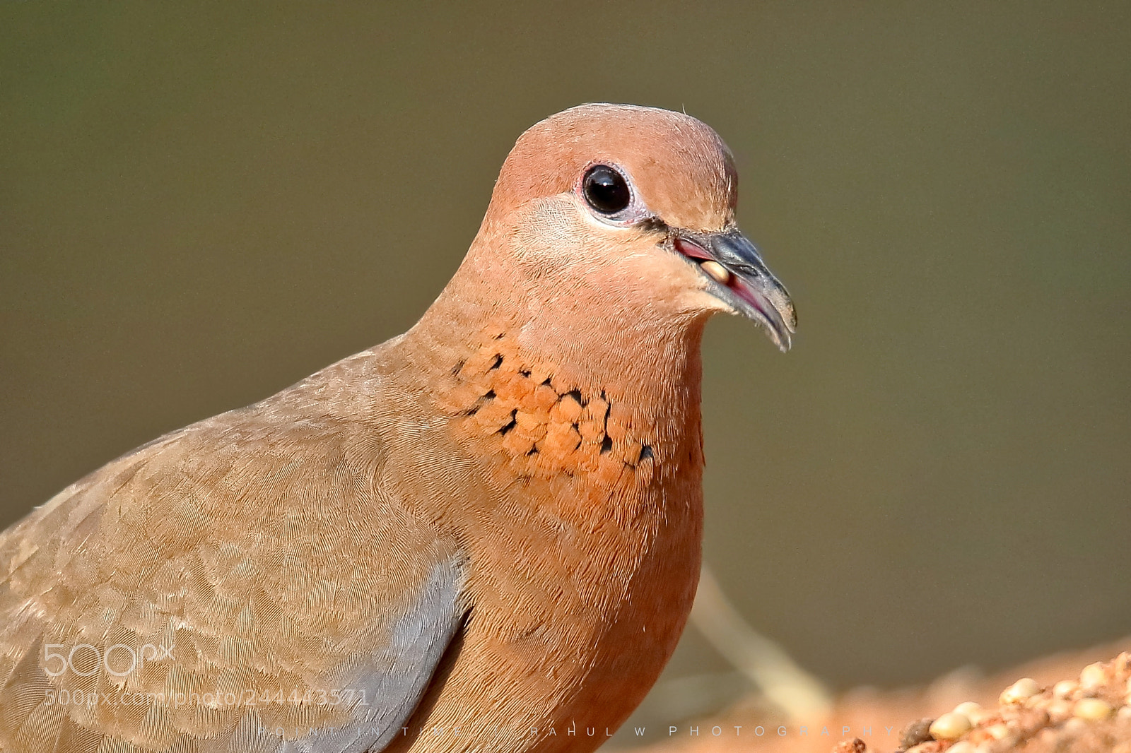 Canon EOS 7D Mark II sample photo. Laughing dove photography