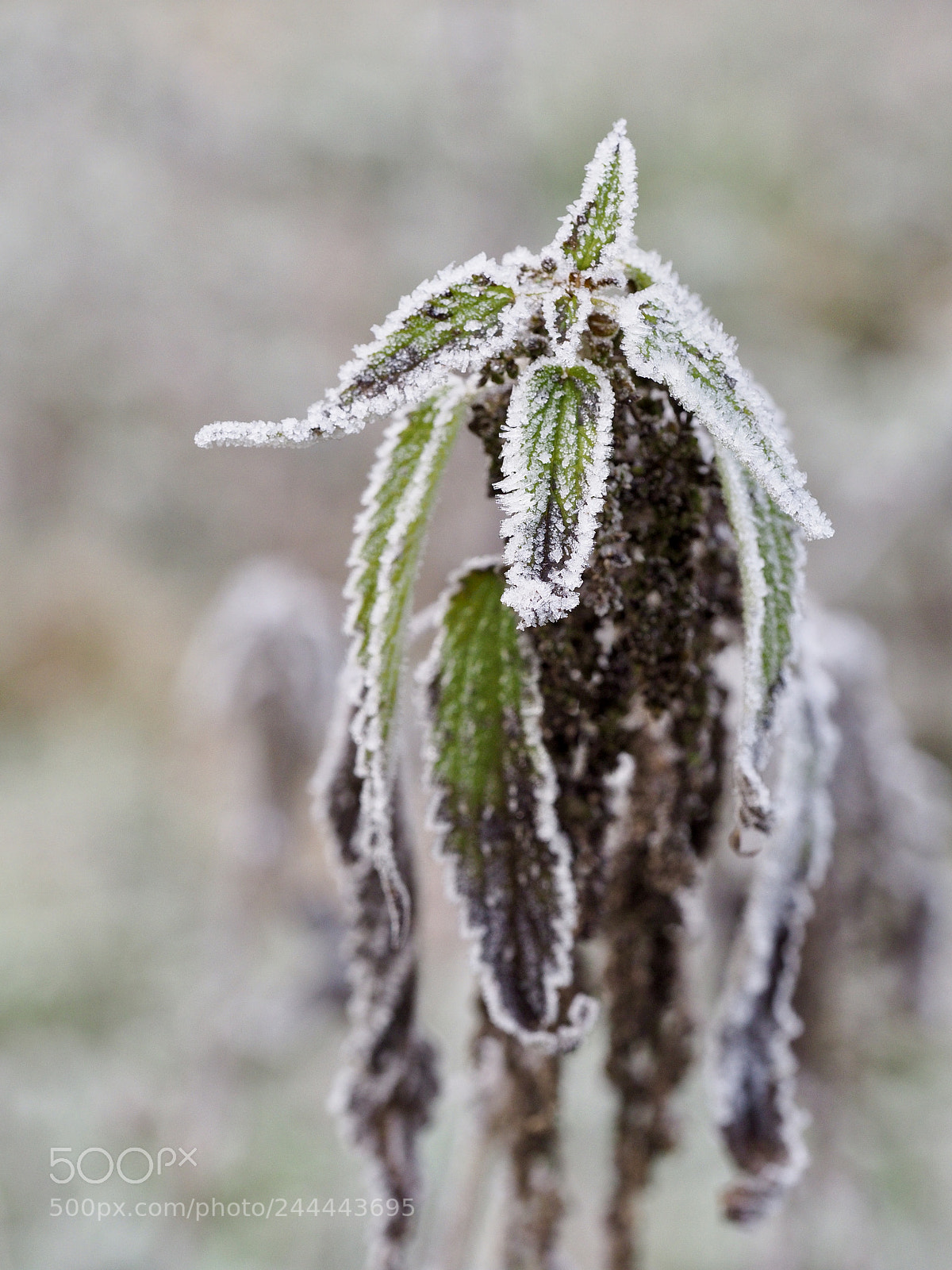 Olympus OM-D E-M10 II sample photo. Frost covered photography