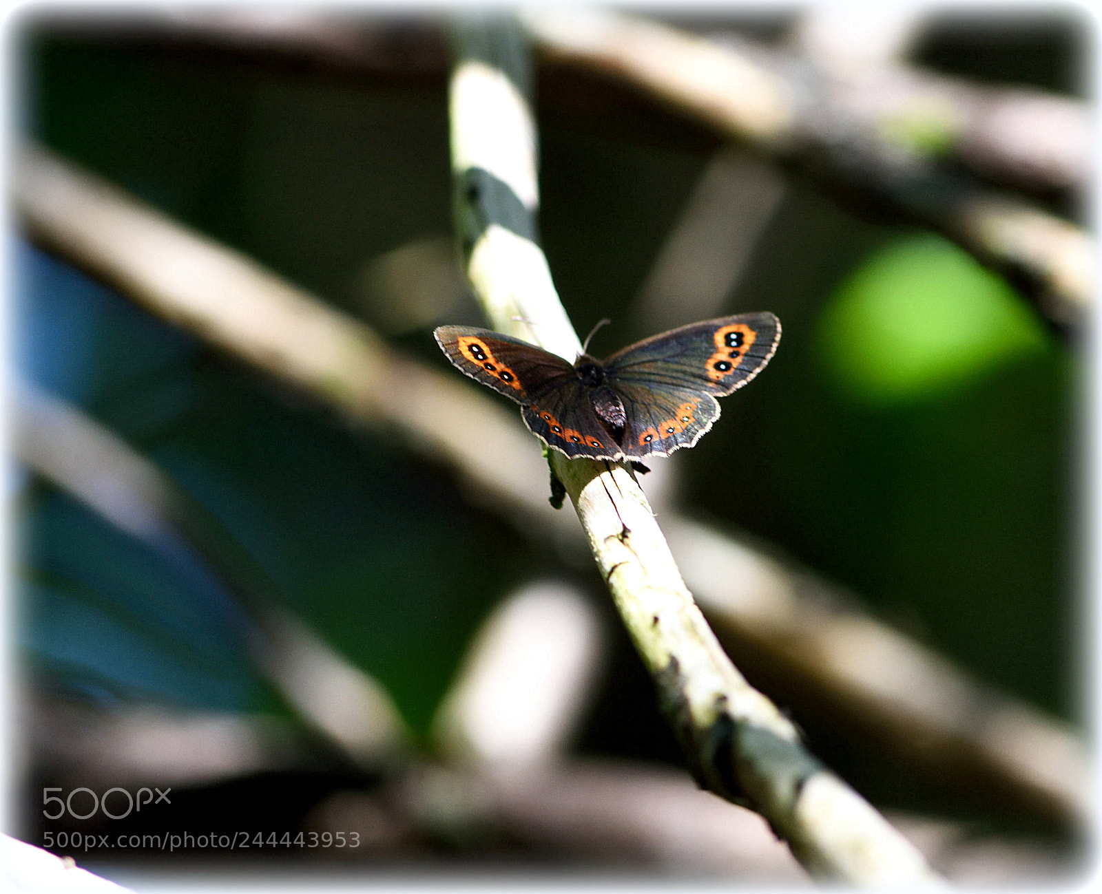 Nikon D810 sample photo. "summerbird" photography