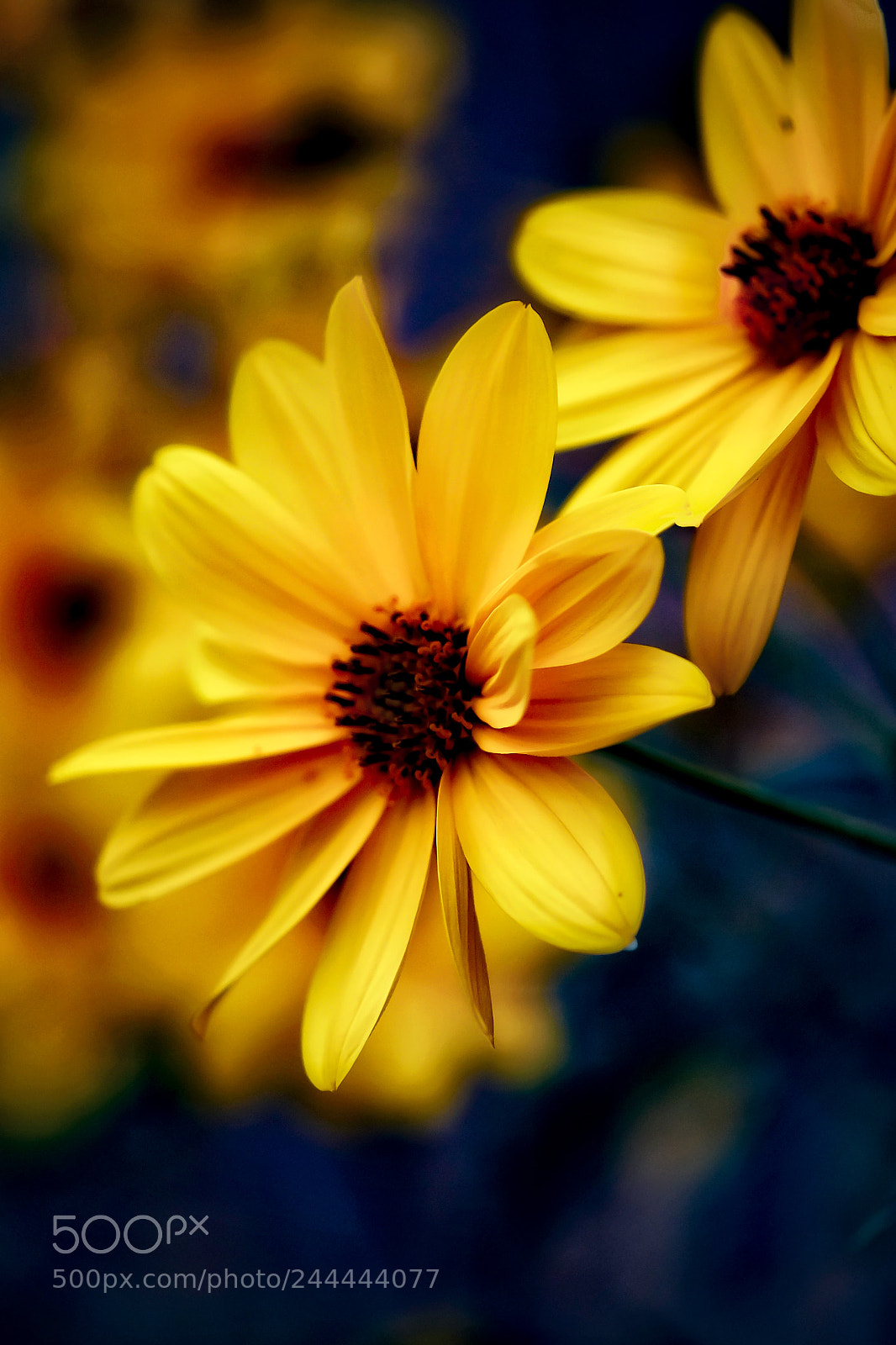 Fujifilm X-T20 sample photo. The art of nature photography