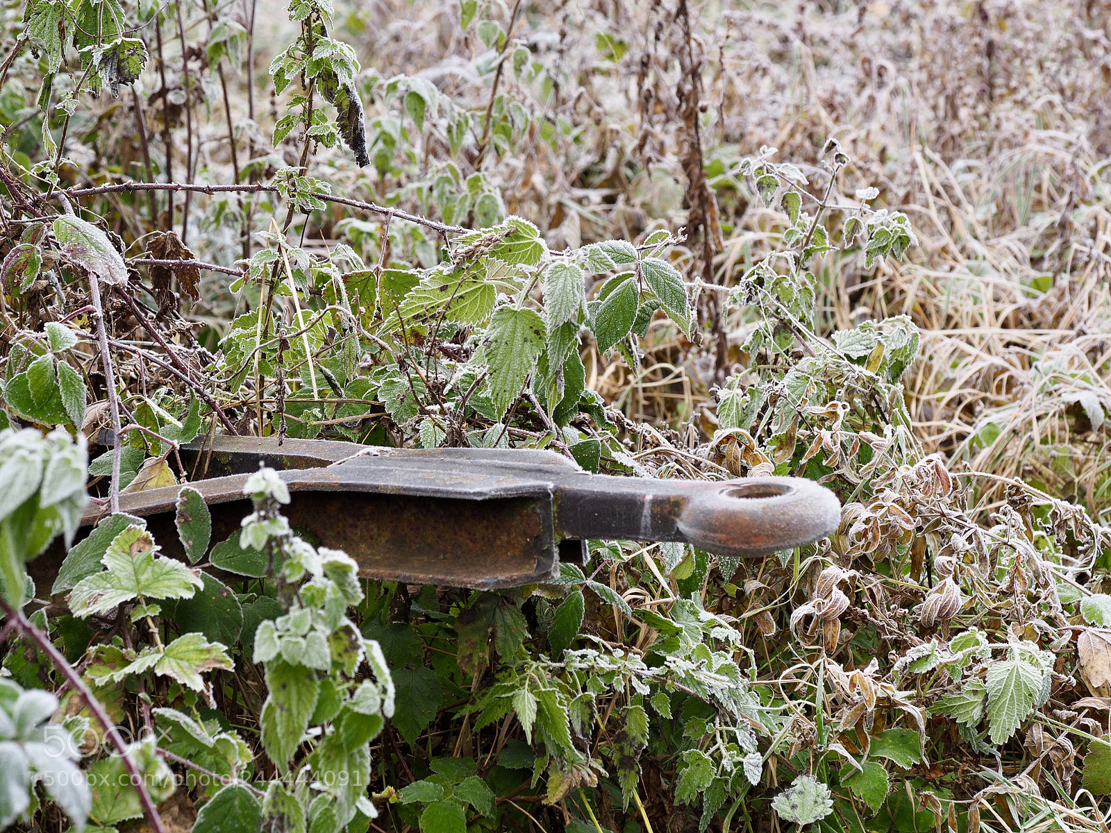 Olympus OM-D E-M10 II sample photo. Frost covered photography