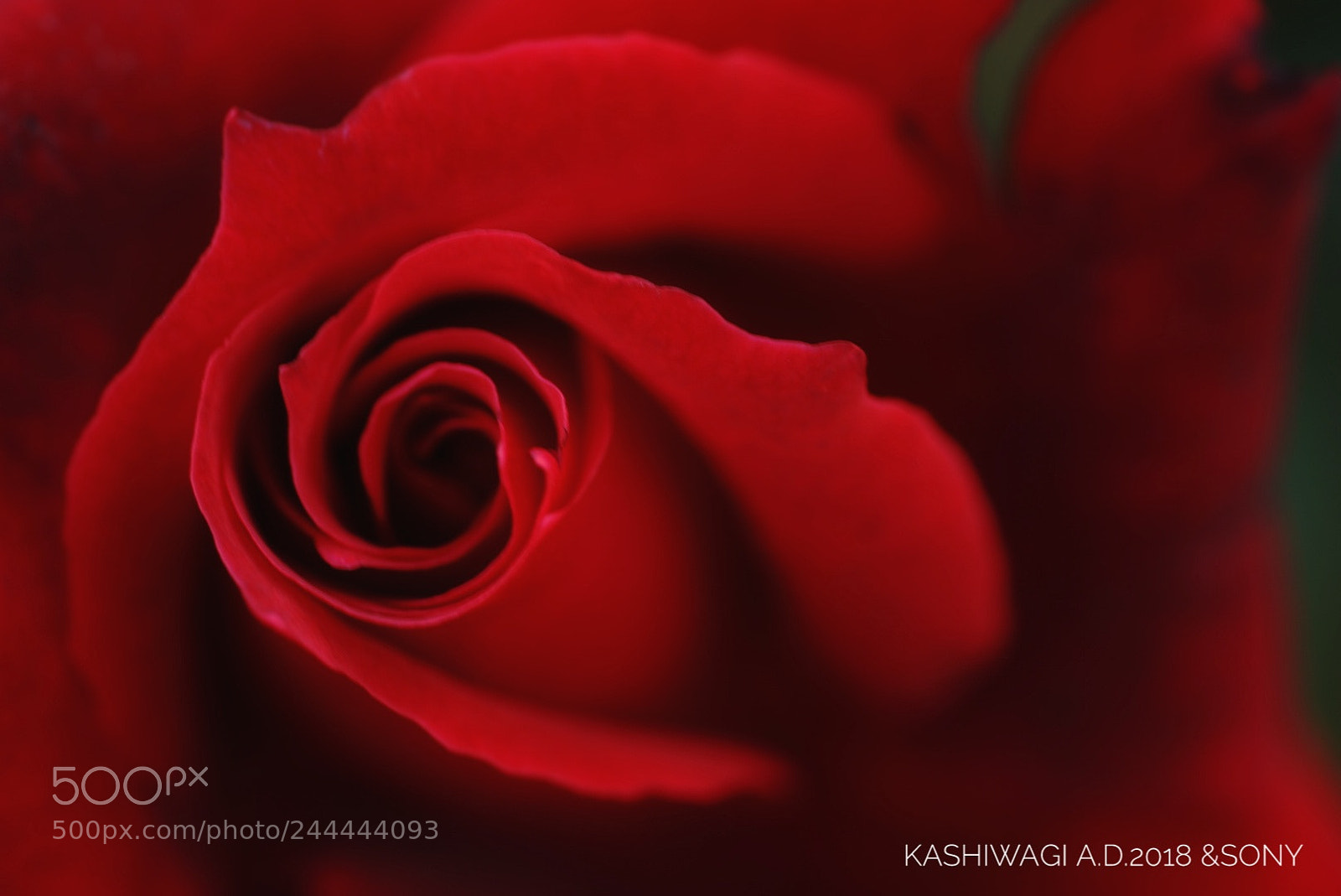 Sony a7 II sample photo. Rose osaka / japan2003 photography