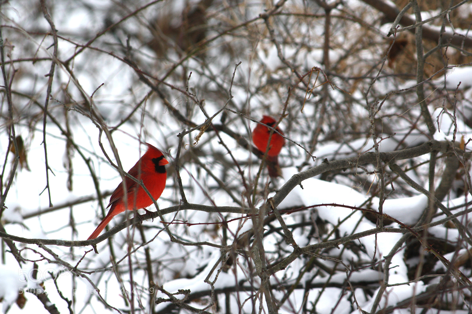 Canon EOS 1000D (EOS Digital Rebel XS / EOS Kiss F) sample photo. Two in a bush photography