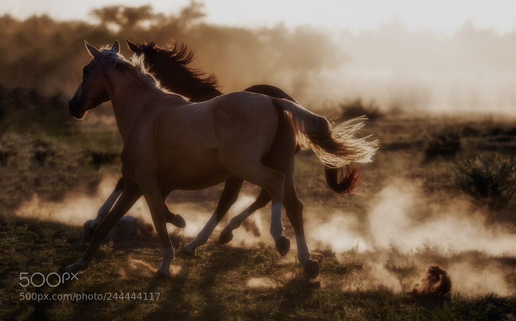 Canon EOS-1D X Mark II sample photo. In the dust photography