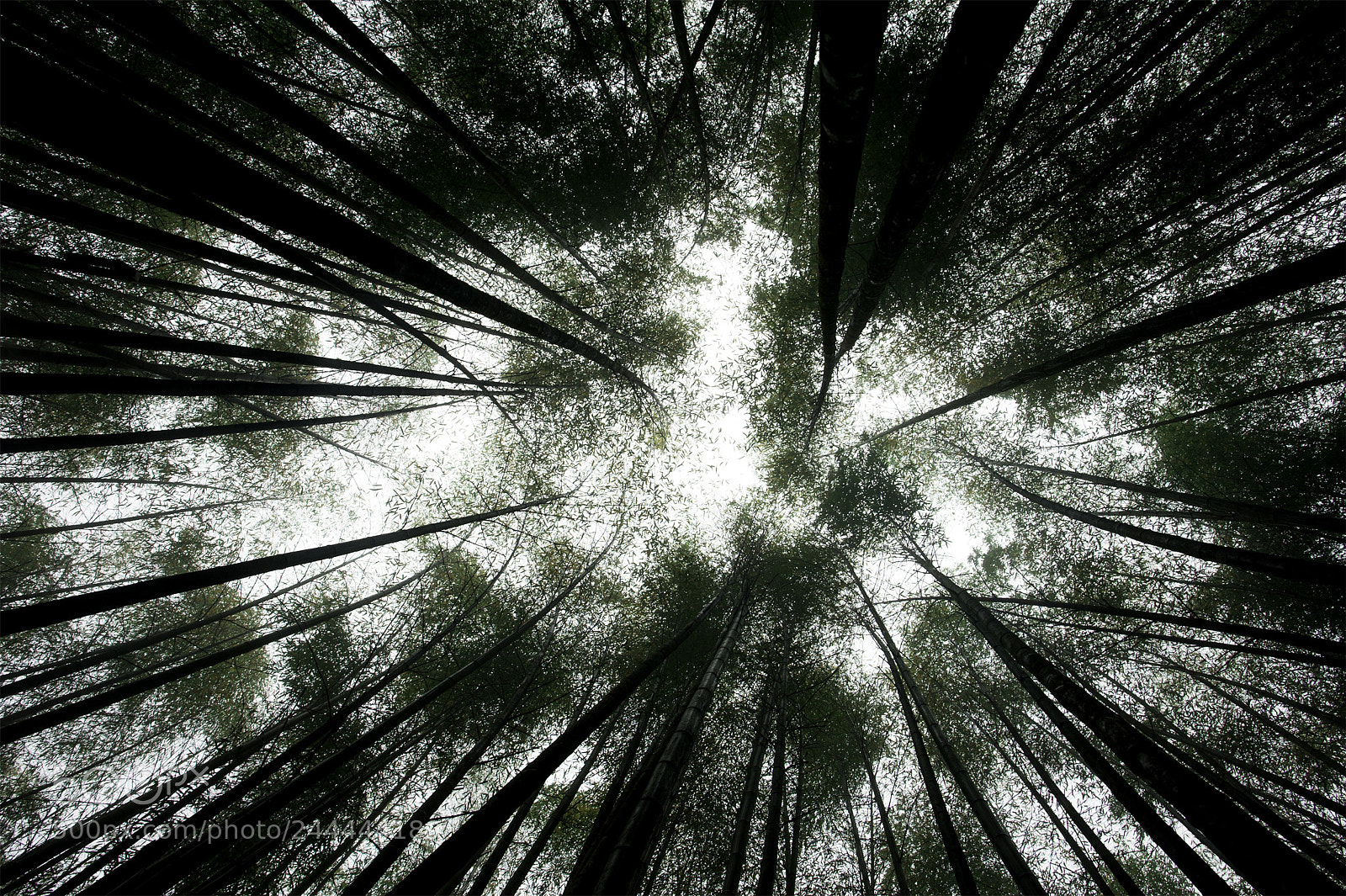 Nikon D700 sample photo. Bamboo forest photography
