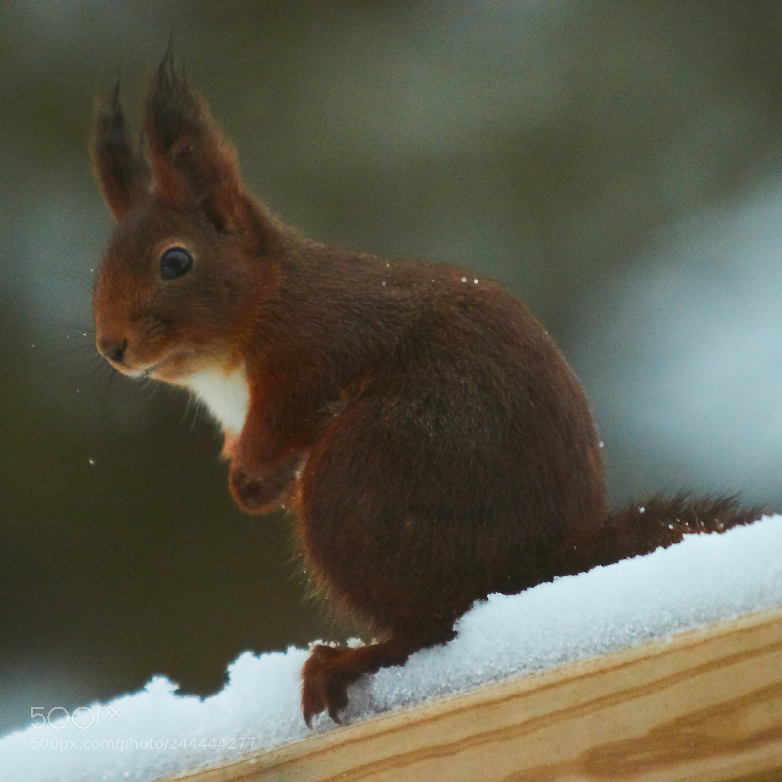 Canon EOS 7D Mark II sample photo. Squirell photography