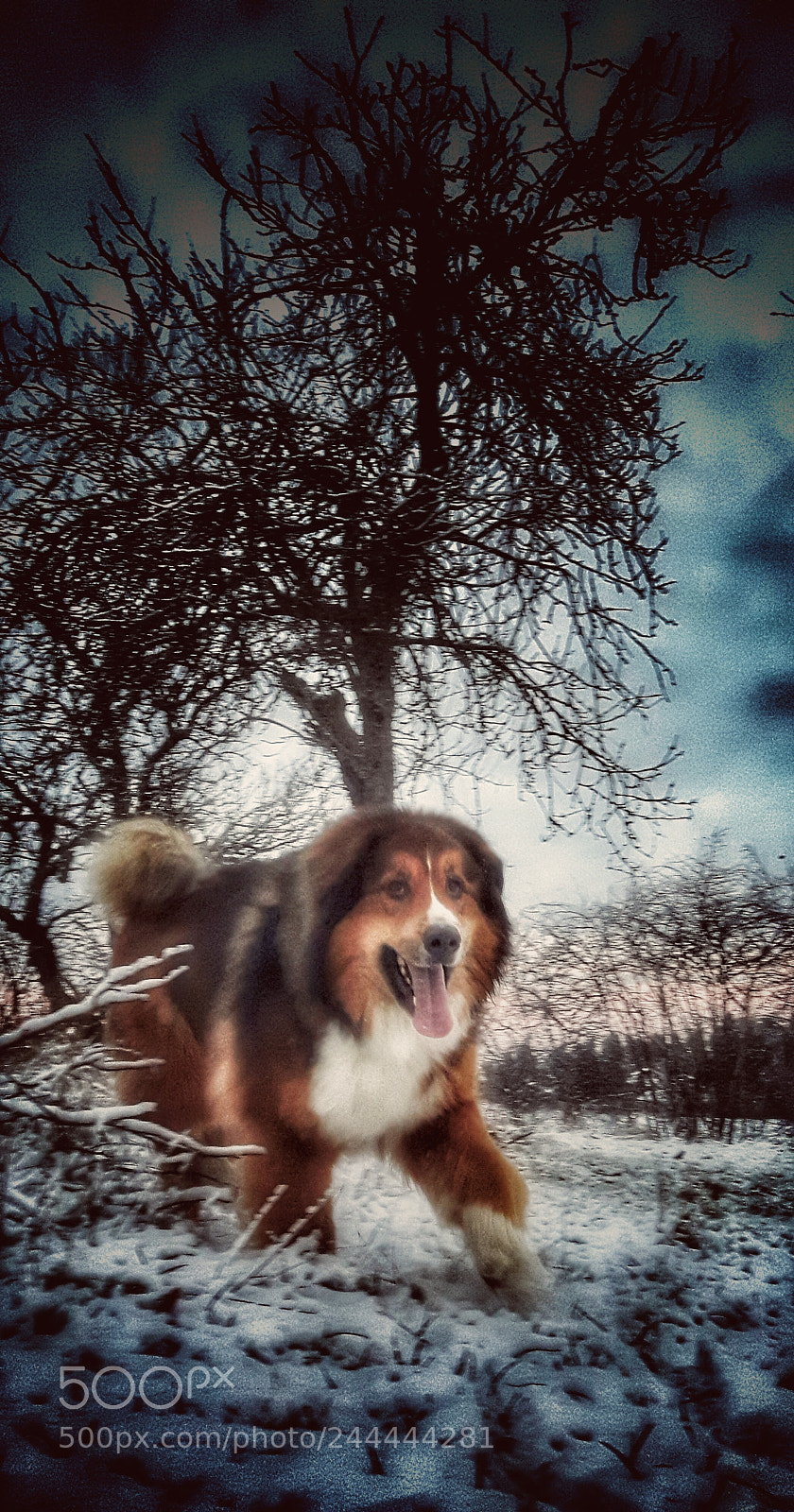 Samsung Galaxy S5 Neo sample photo. Sigge-ponken photography