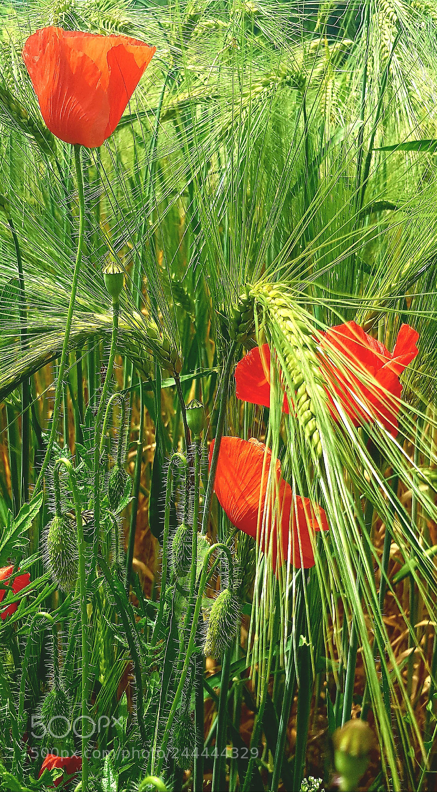 Samsung Galaxy S6 sample photo. Coquelicot photography