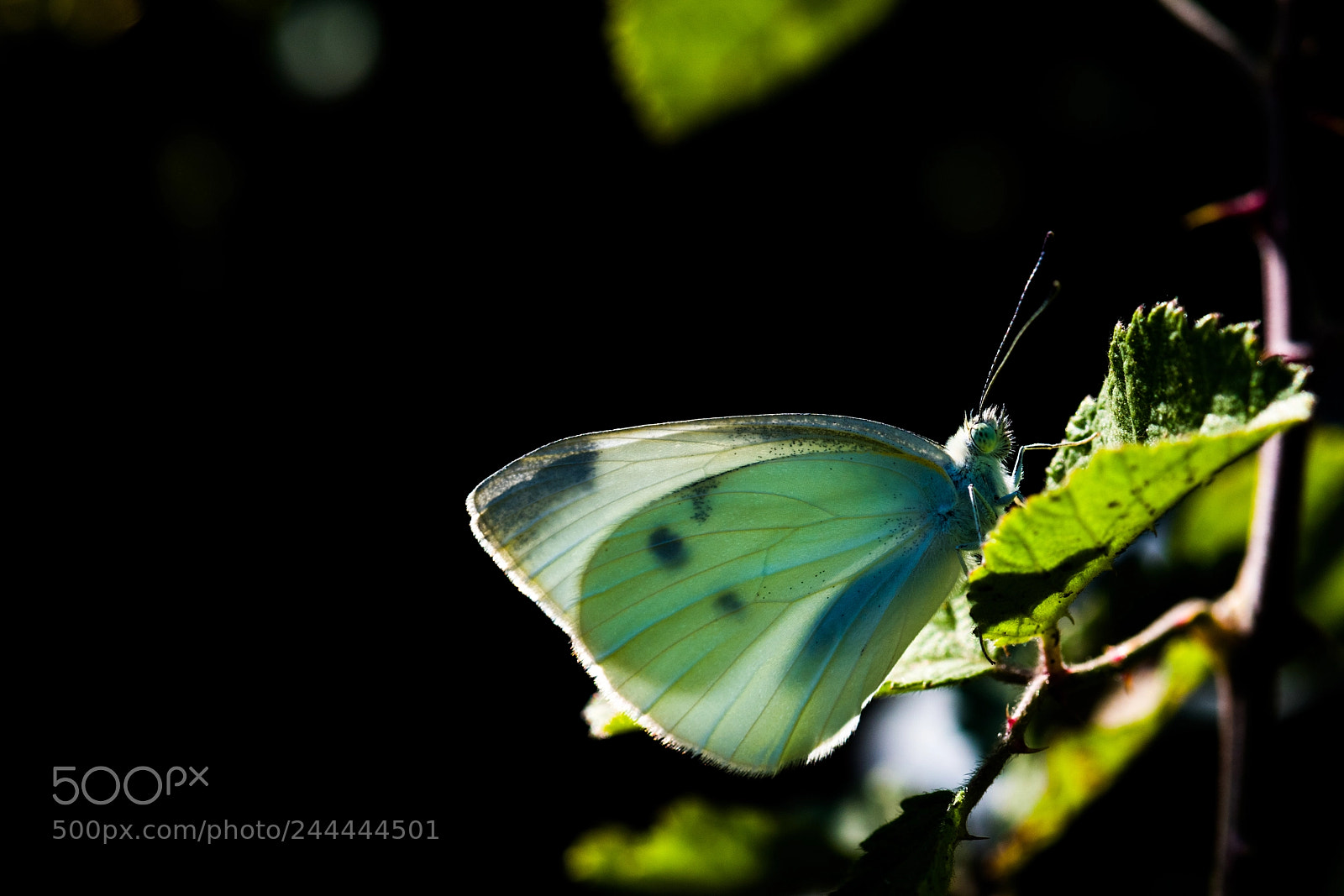 Nikon D810 sample photo. Beyazmelek photography