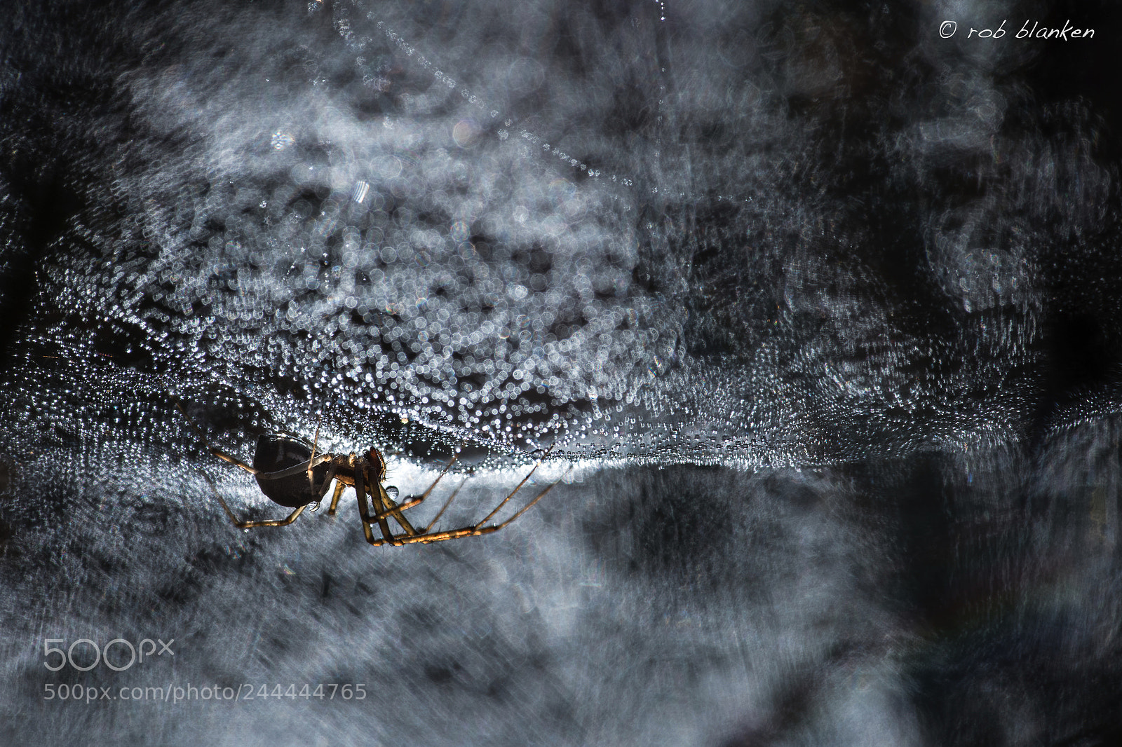 Nikon D850 sample photo. Low-key spider photography