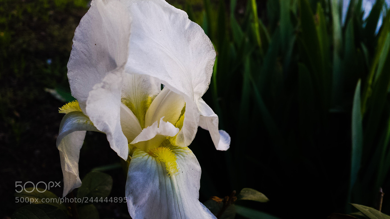 Samsung Galaxy S4 sample photo. Flowers... photography