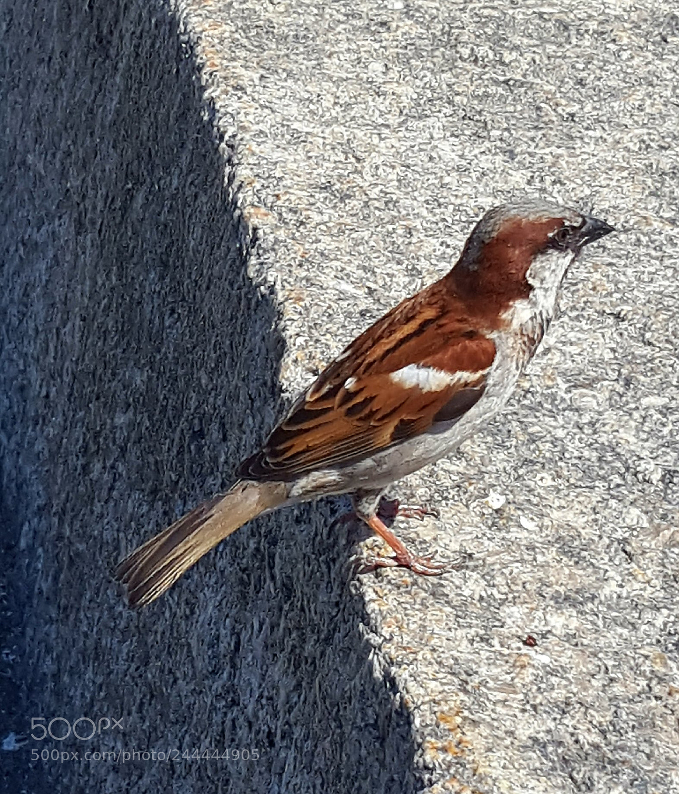 Samsung Galaxy S6 sample photo. Bird photography