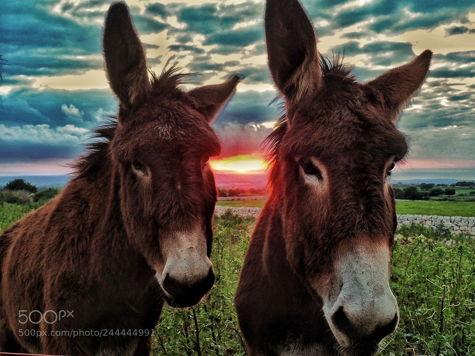 Olympus OM-D E-M10 II sample photo. Donkeys in love photography