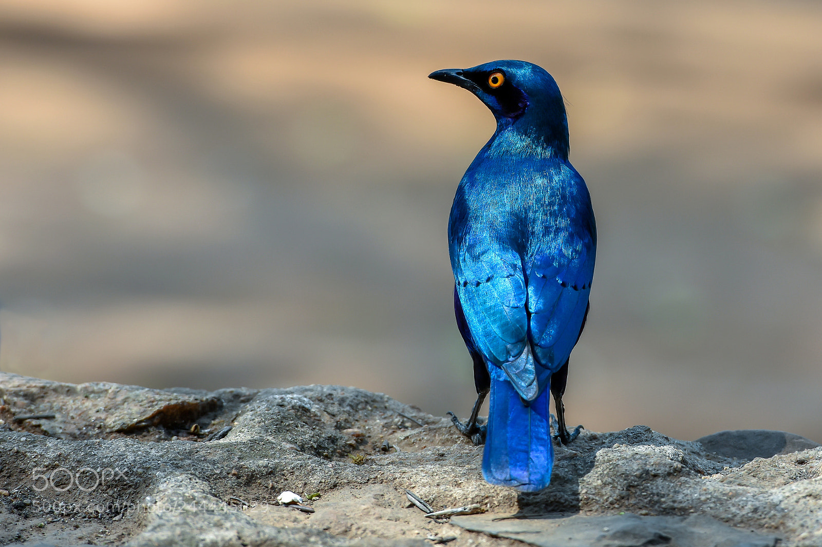 Nikon D7200 sample photo. Blue so blue photography