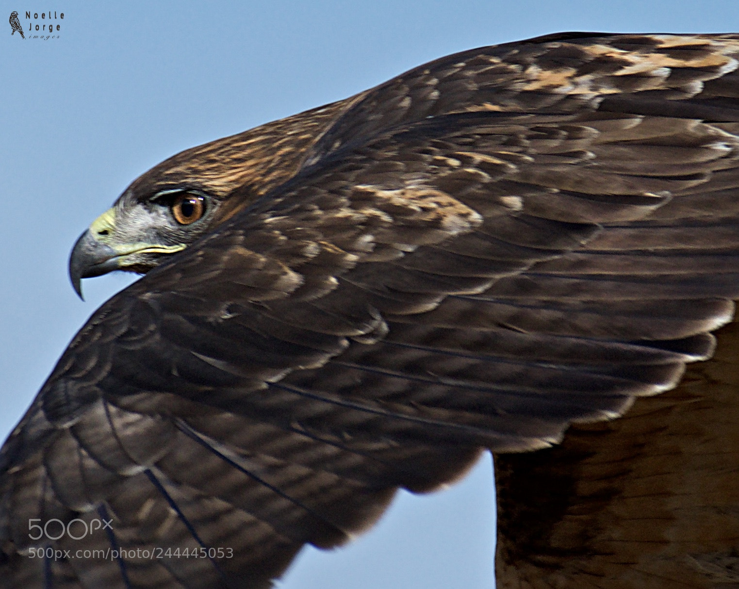 Nikon D500 sample photo. Eye in the sky photography
