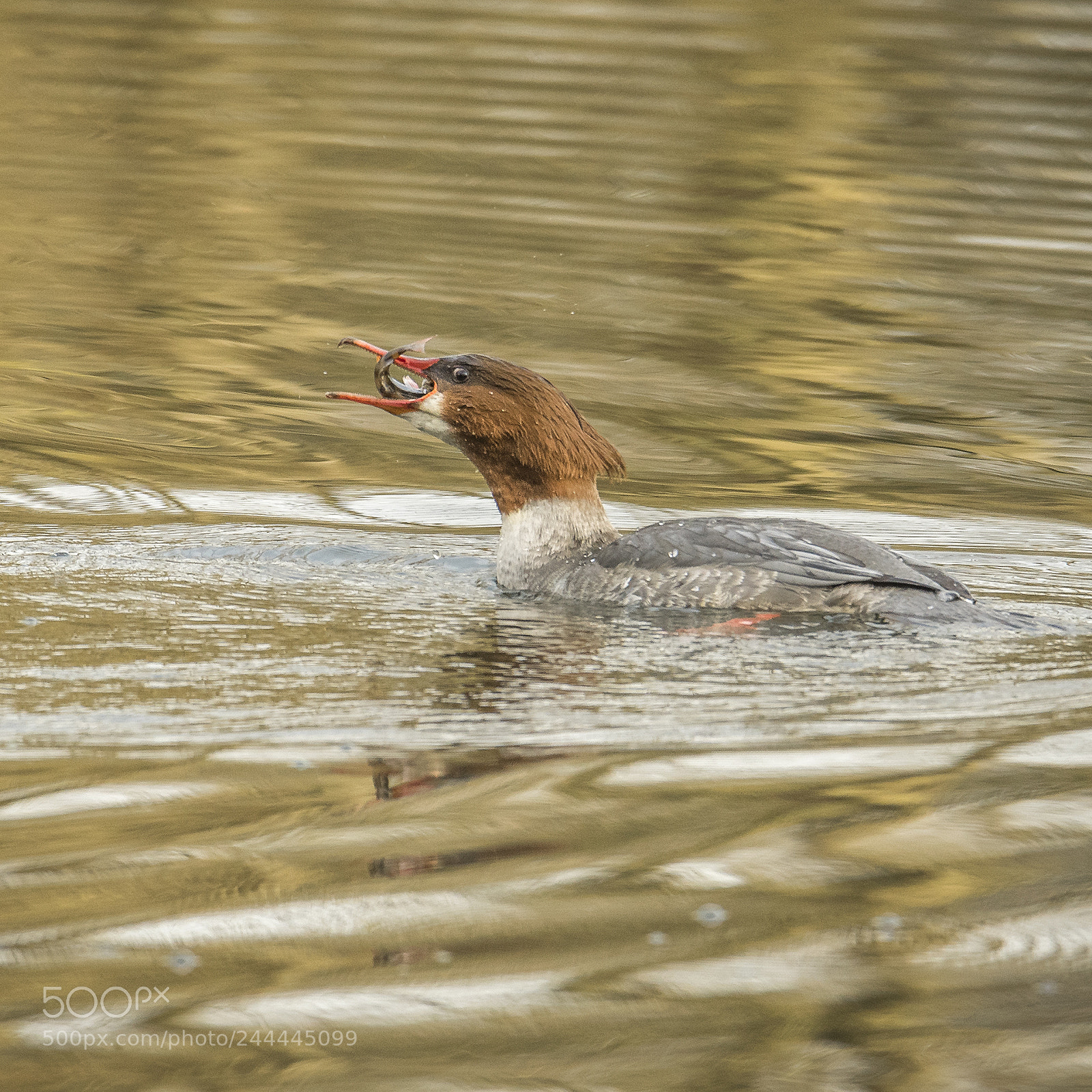 Nikon D500 sample photo. A goosander swallows a photography
