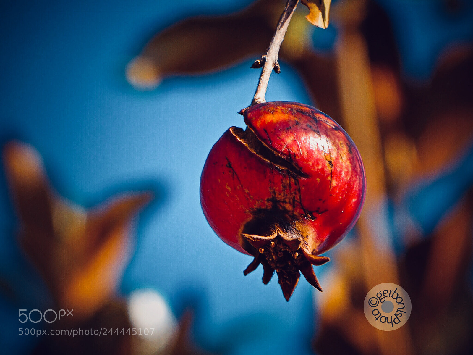 Panasonic Lumix DC-ZS70 (Lumix DC-TZ90) sample photo. A pomegranate as a photography