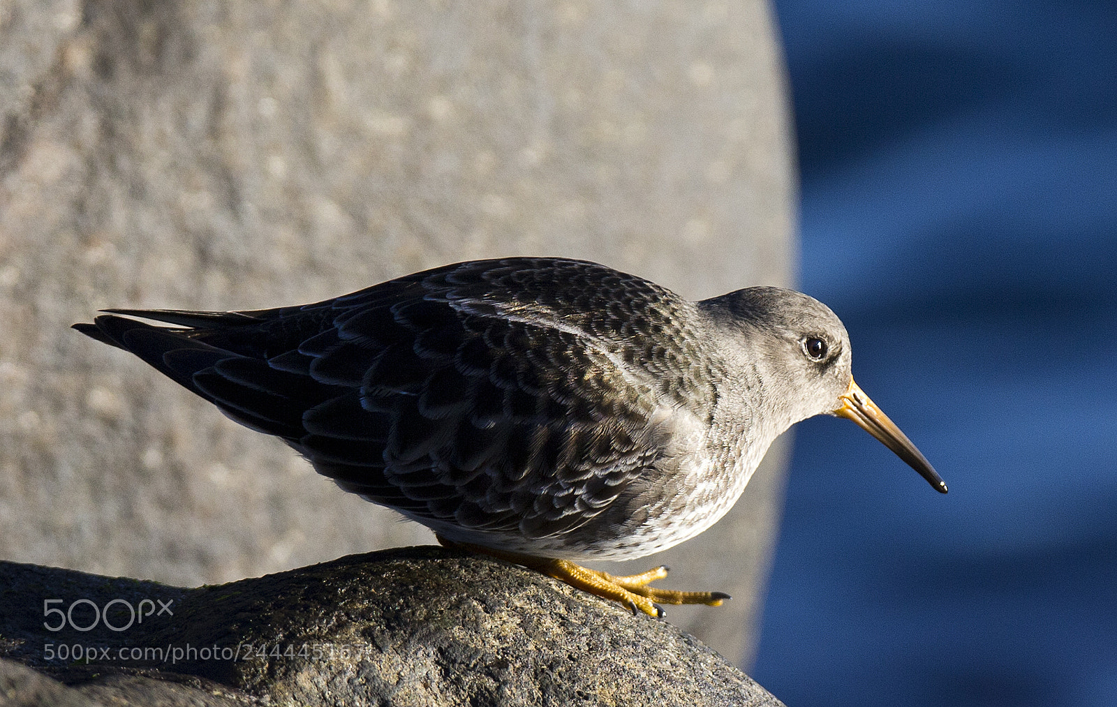 Canon EOS-1D X sample photo. Purple sandpiper (calidris maritima) photography
