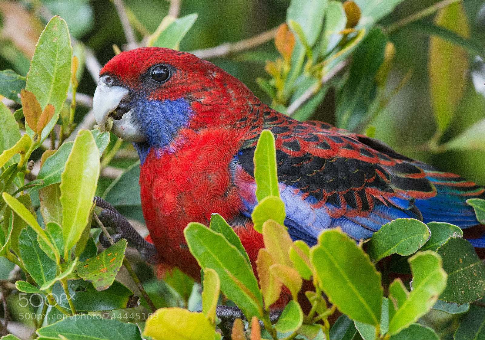 Nikon D610 sample photo. Crimson rosella having a photography