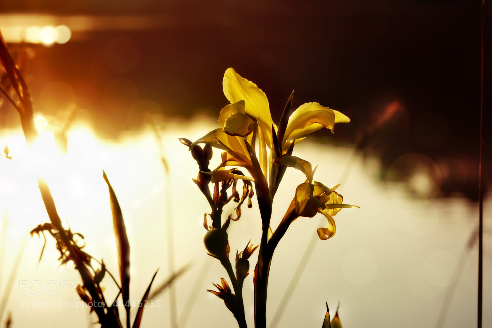 Sony a6300 sample photo. Yellow canna photography