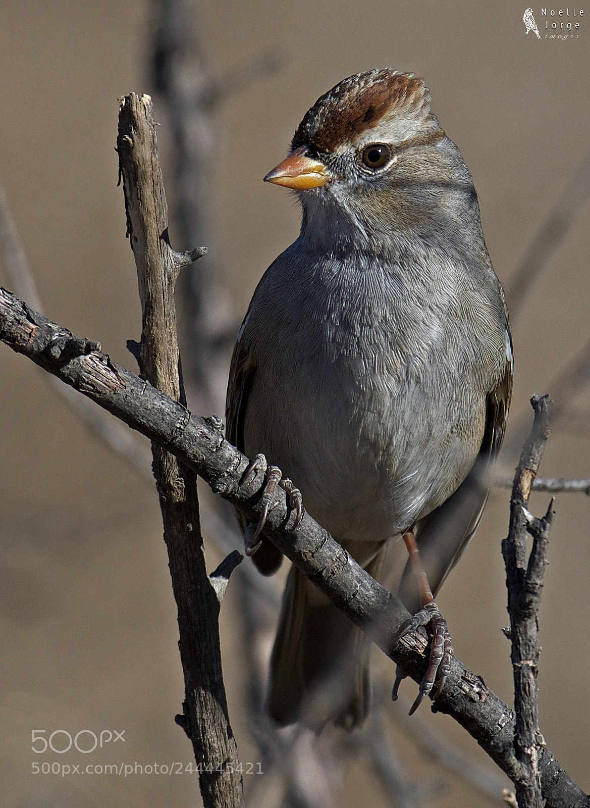 Nikon D500 sample photo. Immature white-crowned sparrow strikes photography