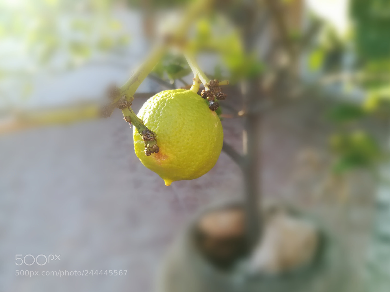 HUAWEI PRA-LX1 sample photo. Untitled photography