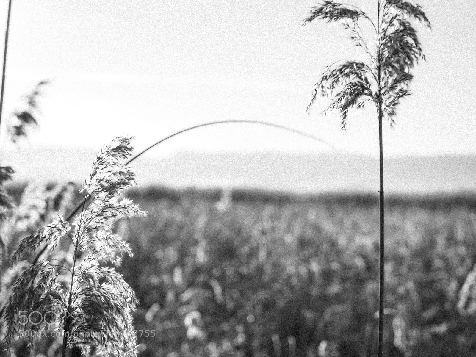 Olympus OM-D E-M10 II sample photo. Bw vastness photography