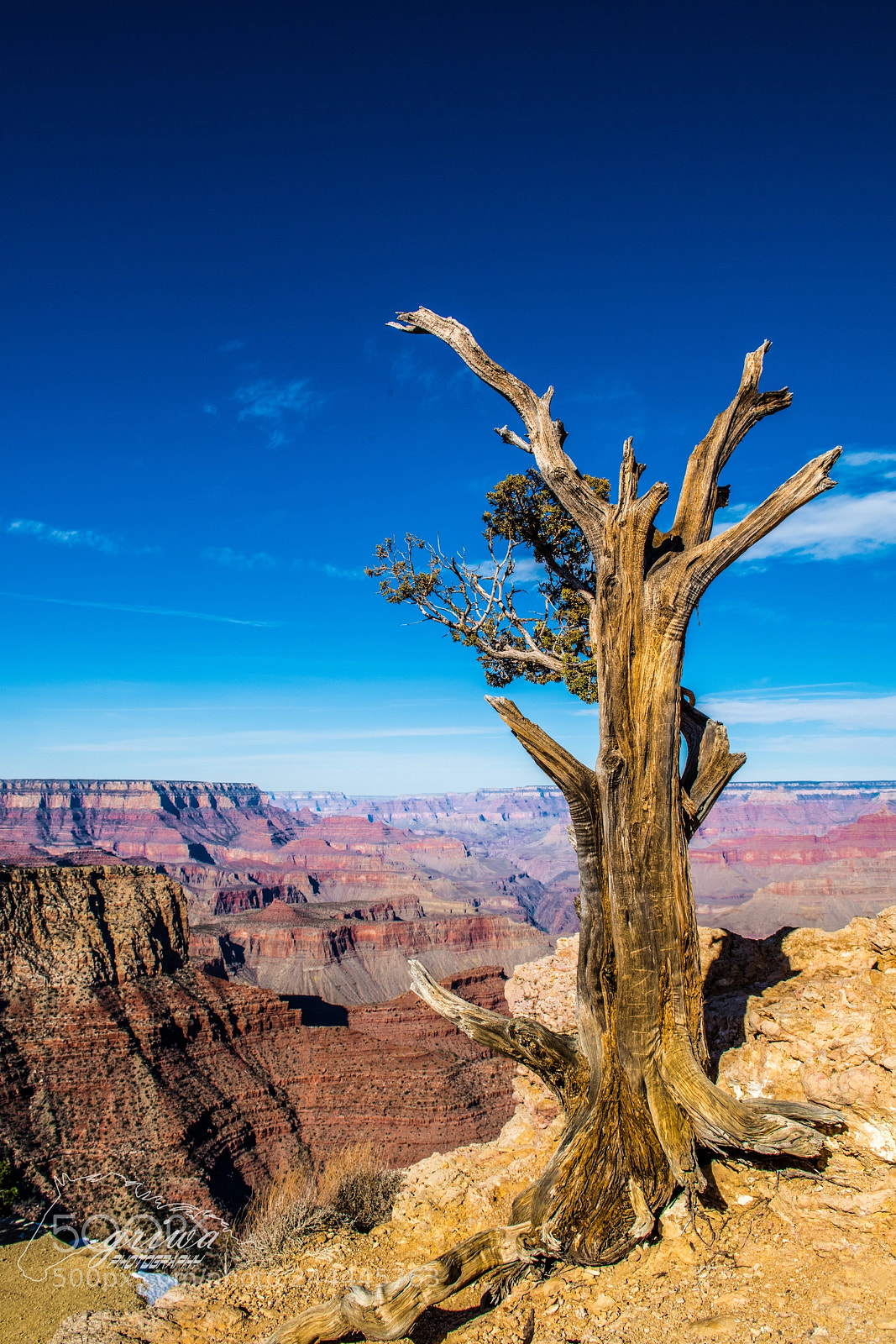 Nikon D810 sample photo. From the grand canyon photography