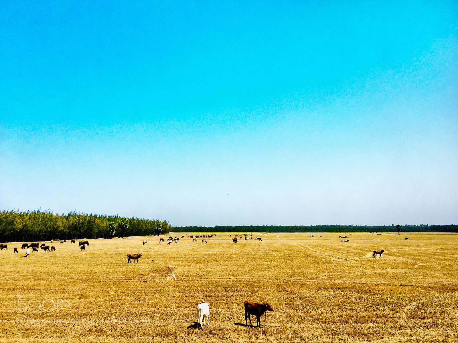 Apple iPhone 6 sample photo. Farm animals photography