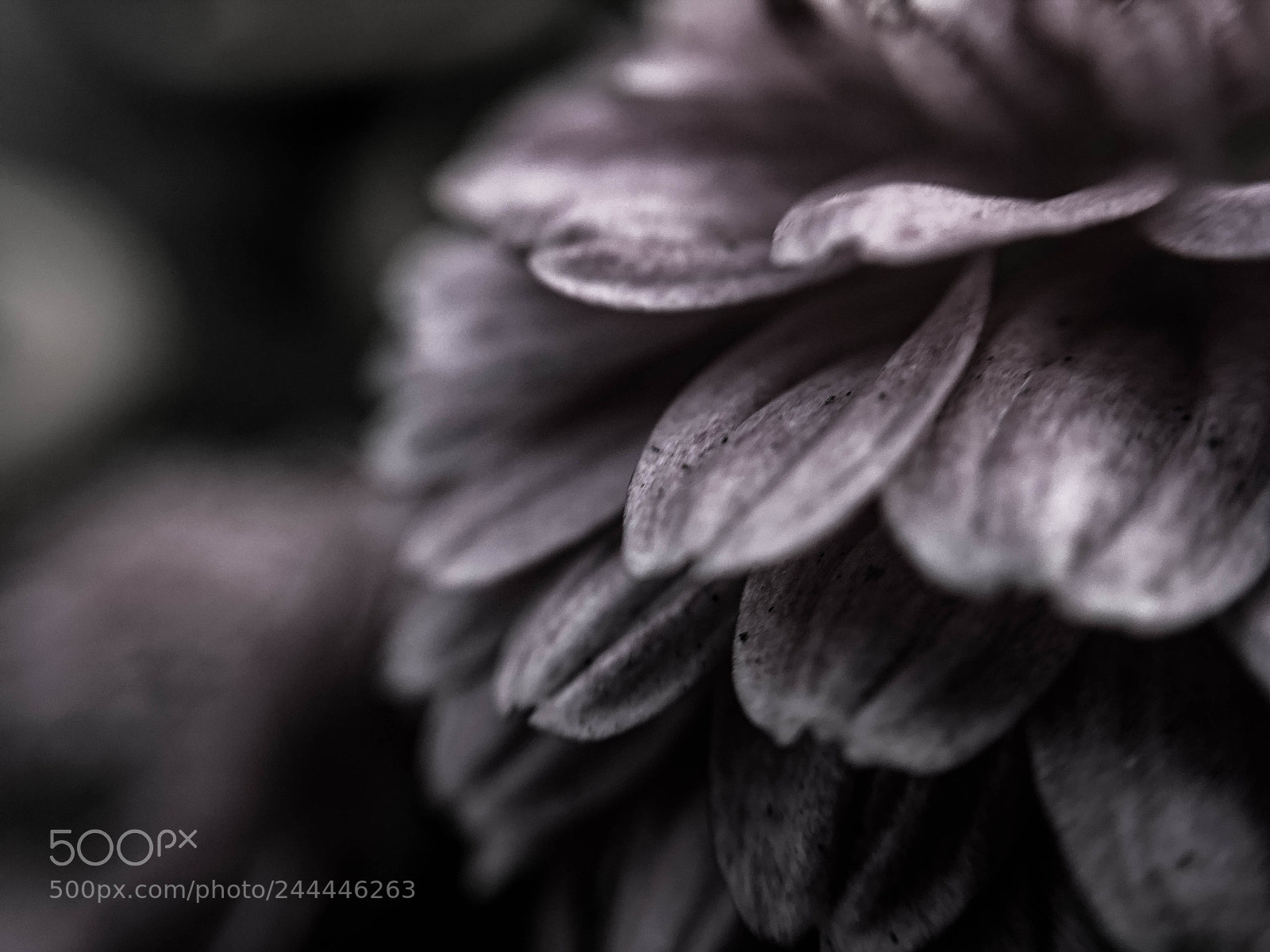 Apple iPhone SE sample photo. Mystic petals photography