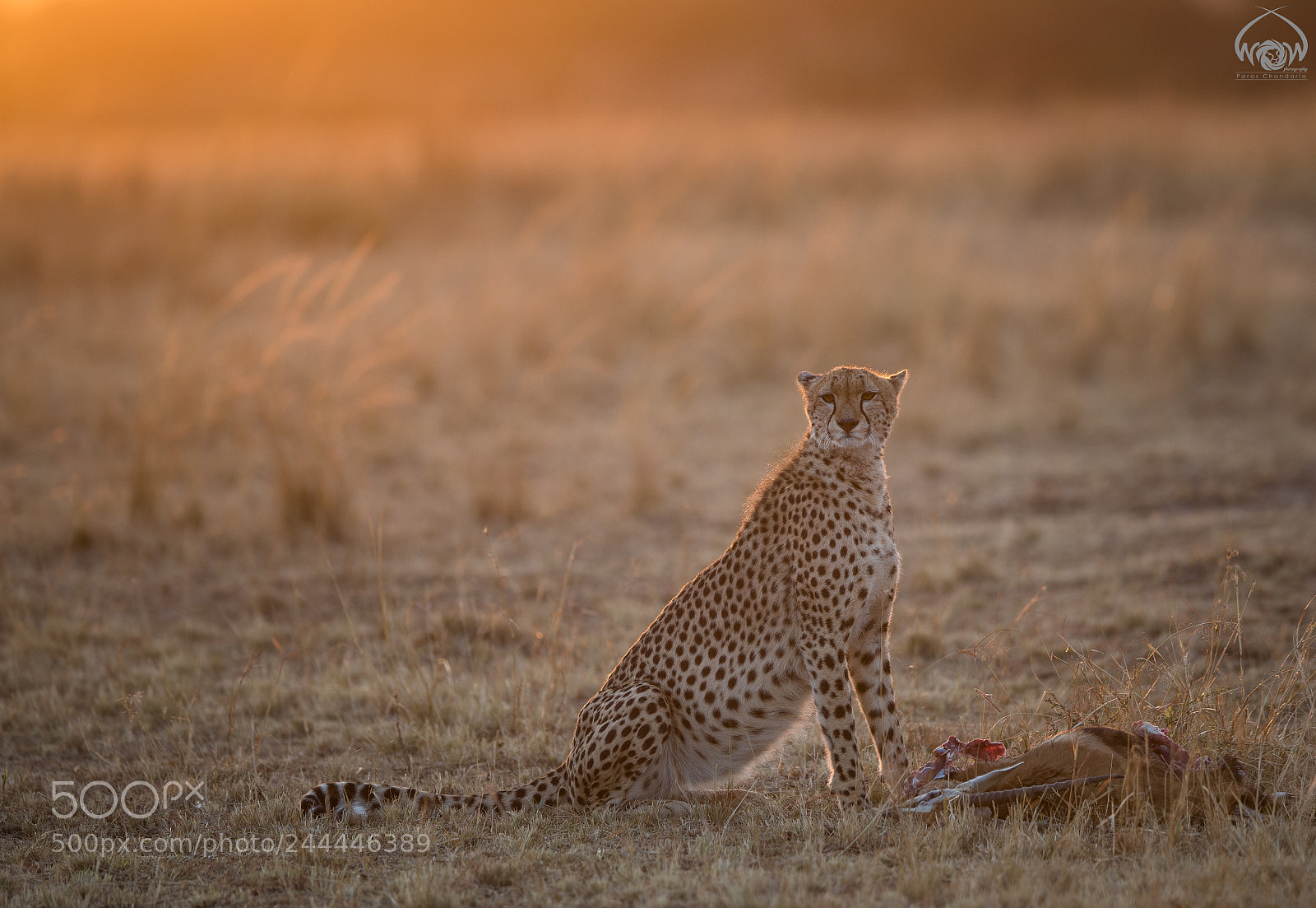 Canon EOS-1D X Mark II sample photo. Golden breakfast photography
