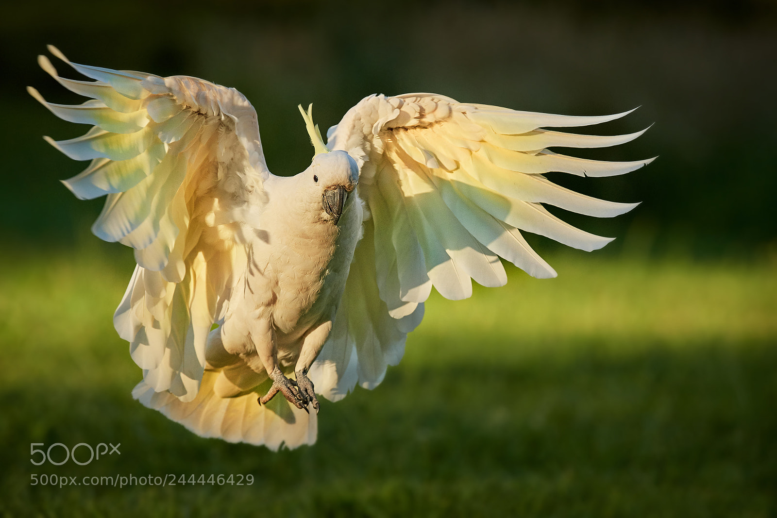 Nikon D500 sample photo. Sulphur-crested cockatoo (cacatua galerita) photography